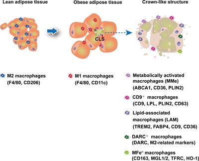 Adipose tissue macrophages as potential targets for obesity and metabolic diseases